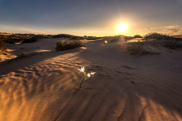 Photograph of some seagulls at sunset, Guardamar del Segura, Alicante, Spain.
