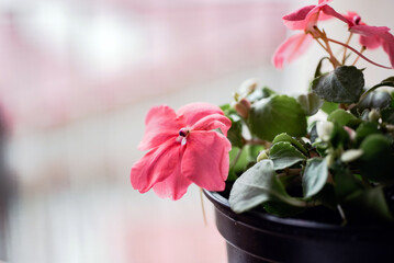 Detalle macro de una flor rosa de Impatiens walleriana o alegría de la casa. Se aprecia su corola, pistilo y pétalos.