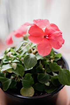 Imagen vertical de una planta de Impatiens walleriana o alegría de la casa, con flores de color rosa claro.