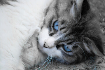 Chat