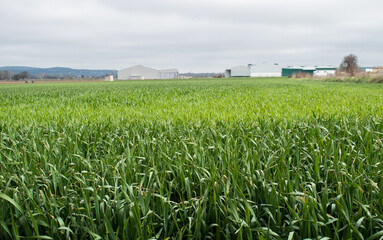 wheat field in the country