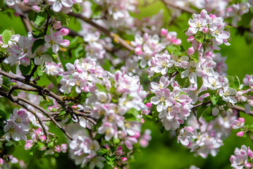 appletree blossom branch in the garden in spring
