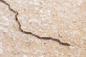 A plague of pine processionary caterpillars with urticating hairs (Thaumetopoea pityocampa) crawling in a row may cause allergic health problems in humans and animals during springtime at Mallorca.