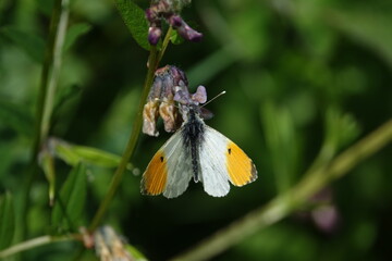male orange tip butterfly (Anthocharis cardamines) feeding on summer wild flowers