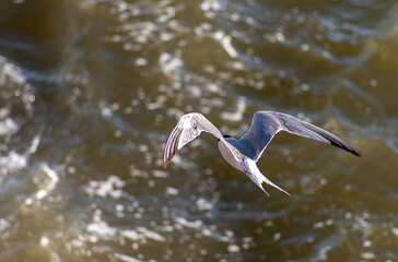 Izmir City Forest is like the lungs of the city inside the city. Here, sea terns seek food in a...