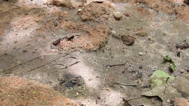 Sharp-bellied ants and the ant trail. Sri Lanka