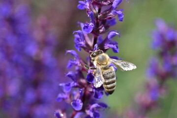 Biene auf einer blauen Salbeiblüte