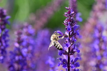 Biene auf einer blauen Salbeiblüte