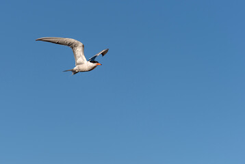 Izmir City Forest is like the lungs of the city inside the city. Here, sea terns seek food in a constant hustle and bustle.