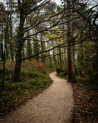 Winding path in the forest
