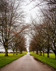 Tree lined path in the winter