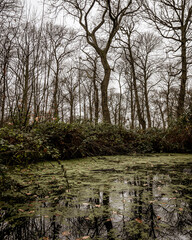Obraz premium river in the forest