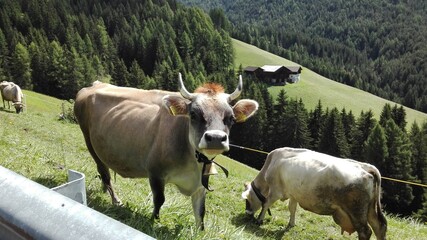 Fototapeta premium cows in a field