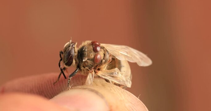 Bee affected by the parasite Varoma on a white background