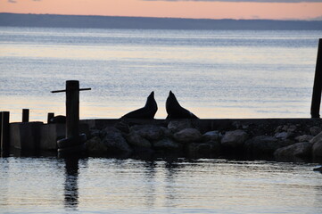 seagulls on the pier at sunset in Australia