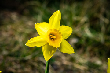 Spring daffodil closeup