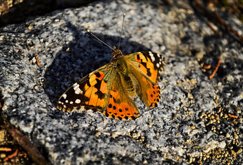 Spring butterfly, photograph in the Juan Carlos I Park, Madrid.