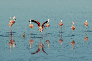 Obraz premium Flamingos rest in a salty lagoon, La Pampa Province,Patagonia, Argentina.