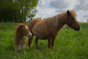 Poney dans leur prairie