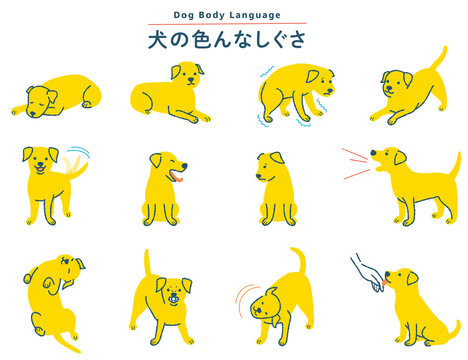 へそ天 Images Browse 139 Stock Photos Vectors And Video Adobe Stock