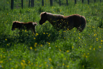 Poney dans leur prairie