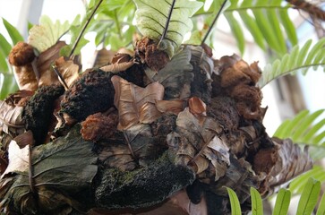 aglaomorpha coronans, a species of fern. botanical garden plants