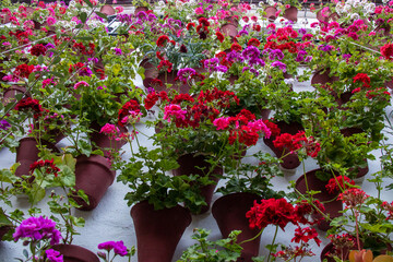 Patio full of flowers in spring, Cordoba, Spain.