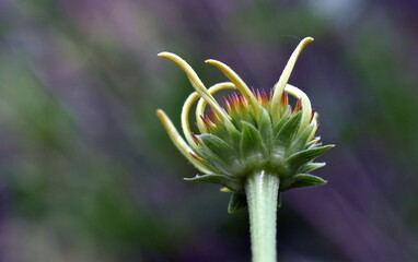Grüne Knospe eines Sonnenhuts
