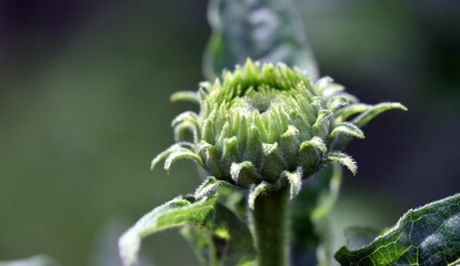 Grüne Knospe eines Sonnenhuts