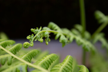 Young fern leaves in black and gray background, close-up 