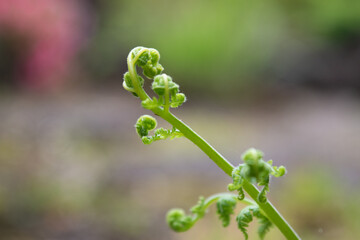 A fern sprout in bokeh background, close-up 2