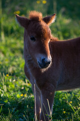 Poney dans leur prairie