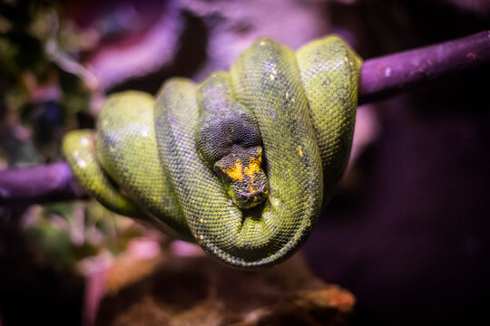 Green Boa Snake In A Tree