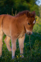 Poney dans leur prairie