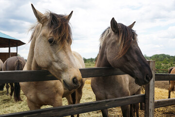 Two horses close up