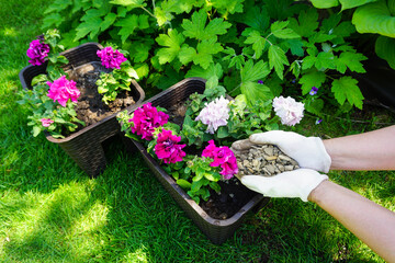 Planting petunia flowers in garden vases