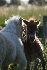 Obraz premium Poney dans leur prairie