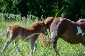 Obraz premium Poney dans leur prairie