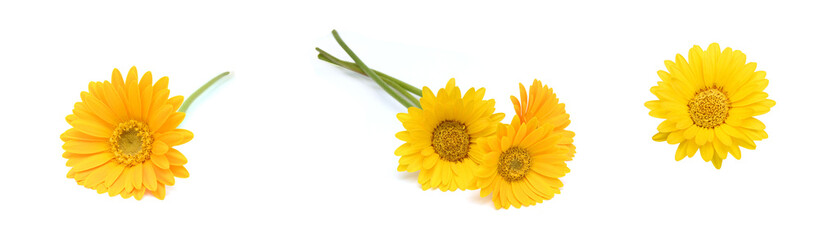 Gerbera daisy flowers on white background 
