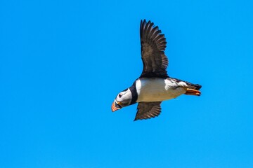 Atlantic Puffin, Fratercula arctica from Puffin Cove, Drumhollistan, Scotland