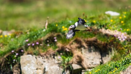 Atlantic Puffin, Fratercula arctica from Puffin Cove, Drumhollistan, Scotland