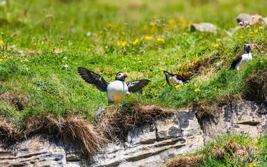 Atlantic Puffin, Fratercula arctica from Puffin Cove, Drumhollistan, Scotland