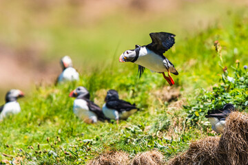 Atlantic Puffin, Fratercula arctica in flight from Puffin Cove, Drumhollistan, Scotland