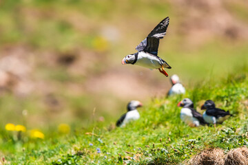 Atlantic Puffin, Fratercula arctica from Puffin Cove, Drumhollistan, Scotland