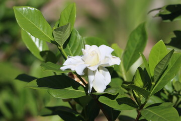 Gardenia angustifolia is a genus of flowering plants in the coffee family, Rubiaceae, native to the...