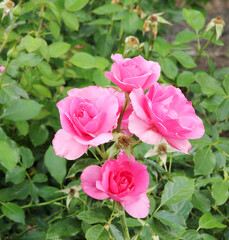Bunch of rosy roses isolated in the garden