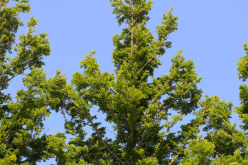 Fototapeta premium Green Fir tree and blue sky background photography.