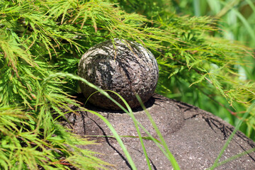 Ancient Japanese stone mason  lantern hidden in the maple forest. sunny day photograph.