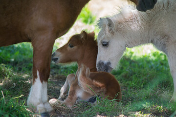 Poney dans leur prairie