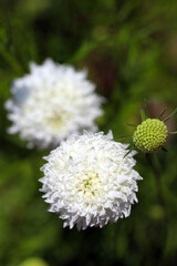 White ball flower head of the "Pincushion flower (Snow Maiden, Scabiosa, Matsumushiso), close up macro photography.